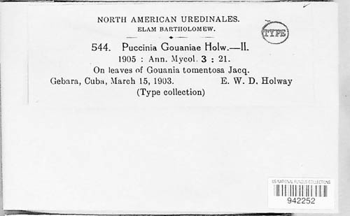 Puccinia gouaniae image